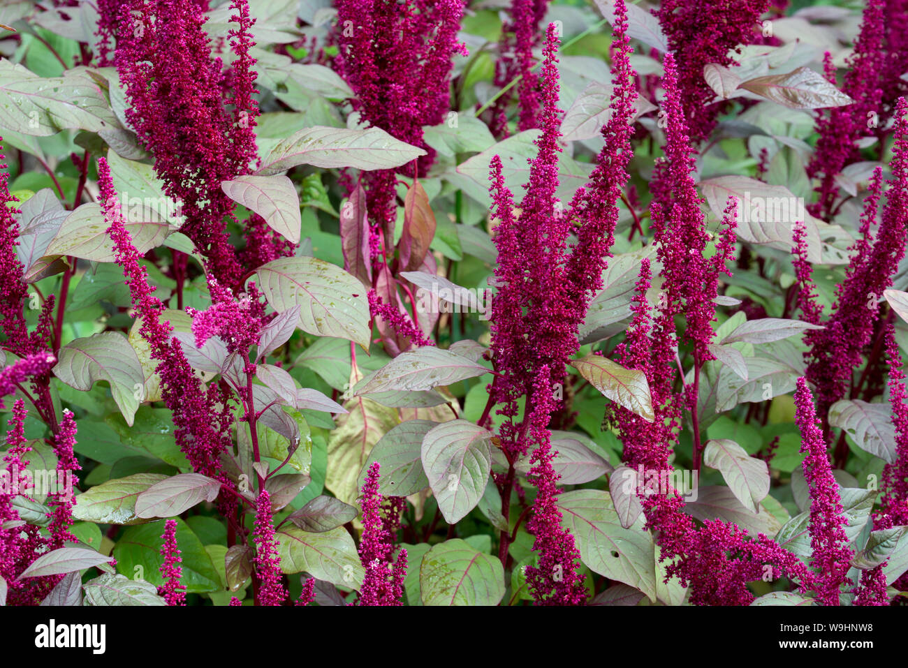 Amaranth pflanzen Fotos und Bildmaterial in hoher Auflösung Alamy