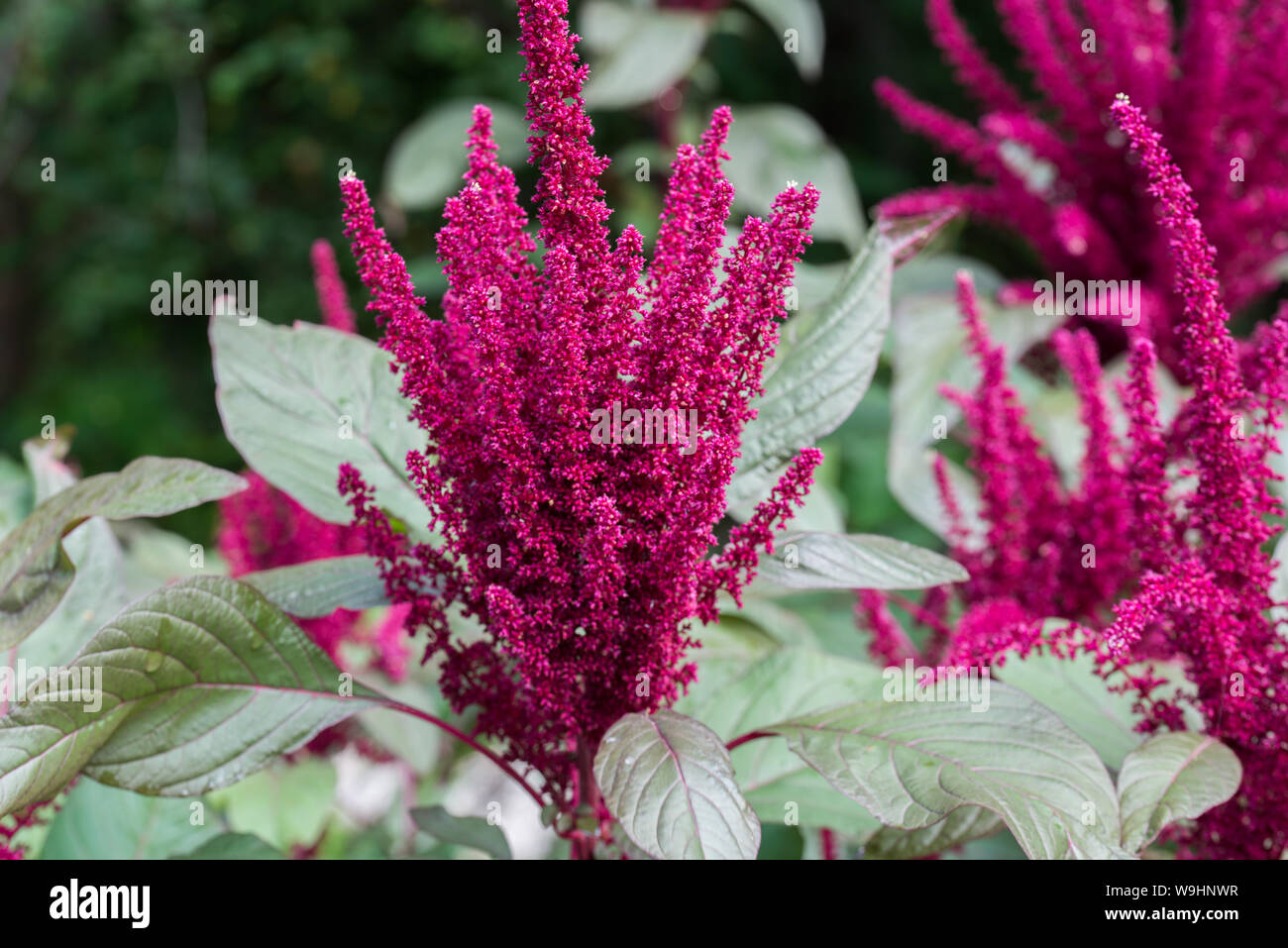 Amaranth pflanzen Fotos und Bildmaterial in hoher Auflösung Alamy