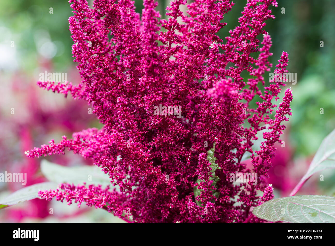 Amaranth pflanzen Fotos und Bildmaterial in hoher Auflösung Alamy