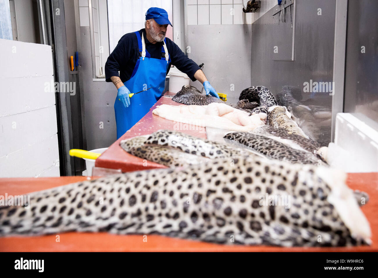 Hamburg, Deutschland. 14 Aug, 2019. Ein Mitarbeiter von Verrundungen beschmutzt buchfinken an einen Großhändler in Hamburg Altona Fischmarkt. Auf der jährlichen-Pk der Fische Informationen Zentrum FIZ am 14.08.2019 Der Verein will Daten und Fakten über die Fischwirtschaft sowie Informationen über Pro-Kopf-Verbrauch zu geben und das Kaufverhalten der Verbraucher in Deutschland. Credit: Christian Charisius/dpa/Alamy leben Nachrichten Stockfoto