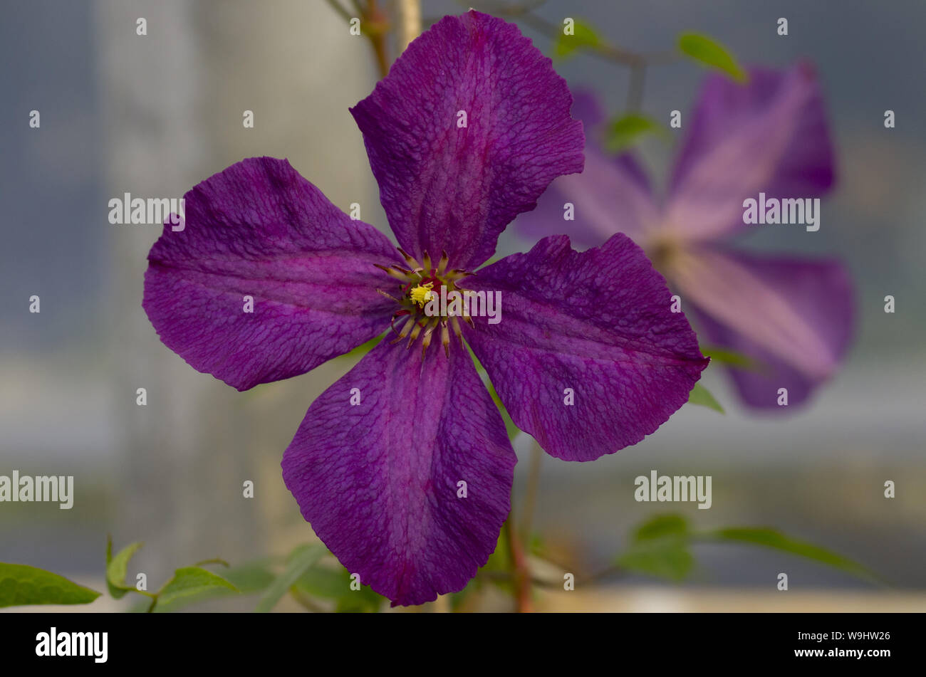 4 petals Fotos und Bildmaterial in hoher Auflösung Alamy