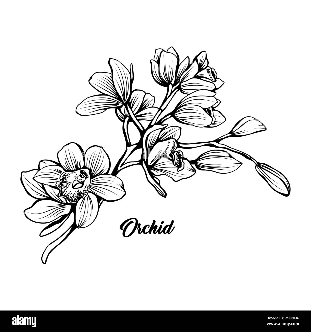 Orchid Filiale Hand gezeichnet Vector Illustration. Florale Kugelschreiber Skizze. Schwarze und weiße Clipart. Realistische wildflower Freihandzeichnen. Blühen, blühen. Isolierte monochrome Floral Design Element Stock Vektor