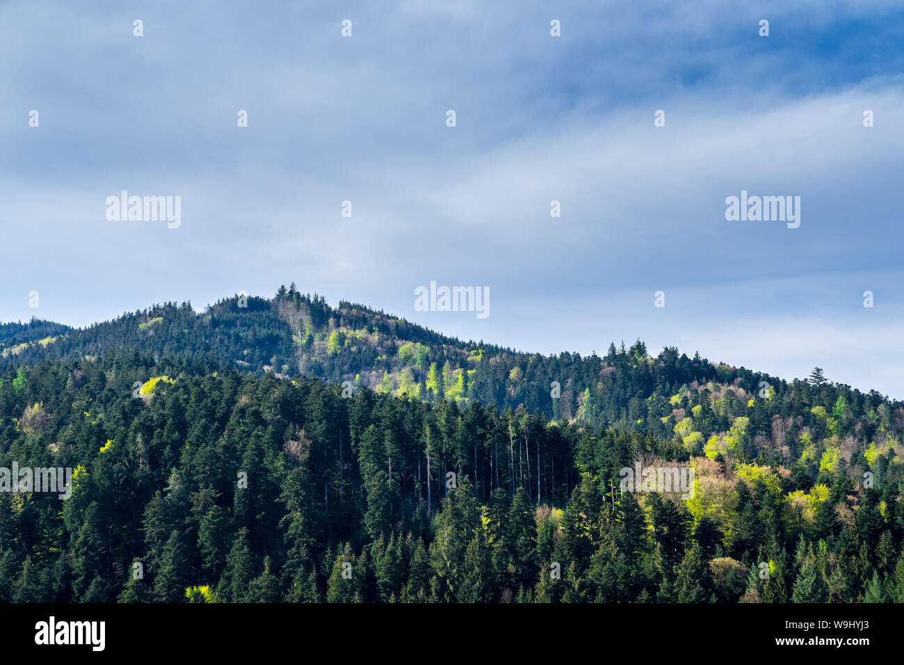 Deutschland, Grüne Nadelbäume der schwarze Wald Natur Landschaft im Frühjahr Stockfoto