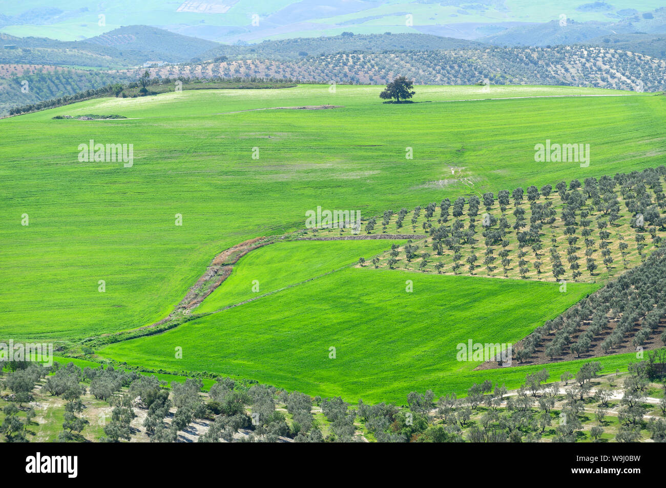Europa, Europäische, Spanien, Spanisch, Andalusien,, 30074264 *** Local Caption *** Europa, Europäische, Spanien, Spanisch, Andalusien, Landschaft, Felder, vertikal Stockfoto