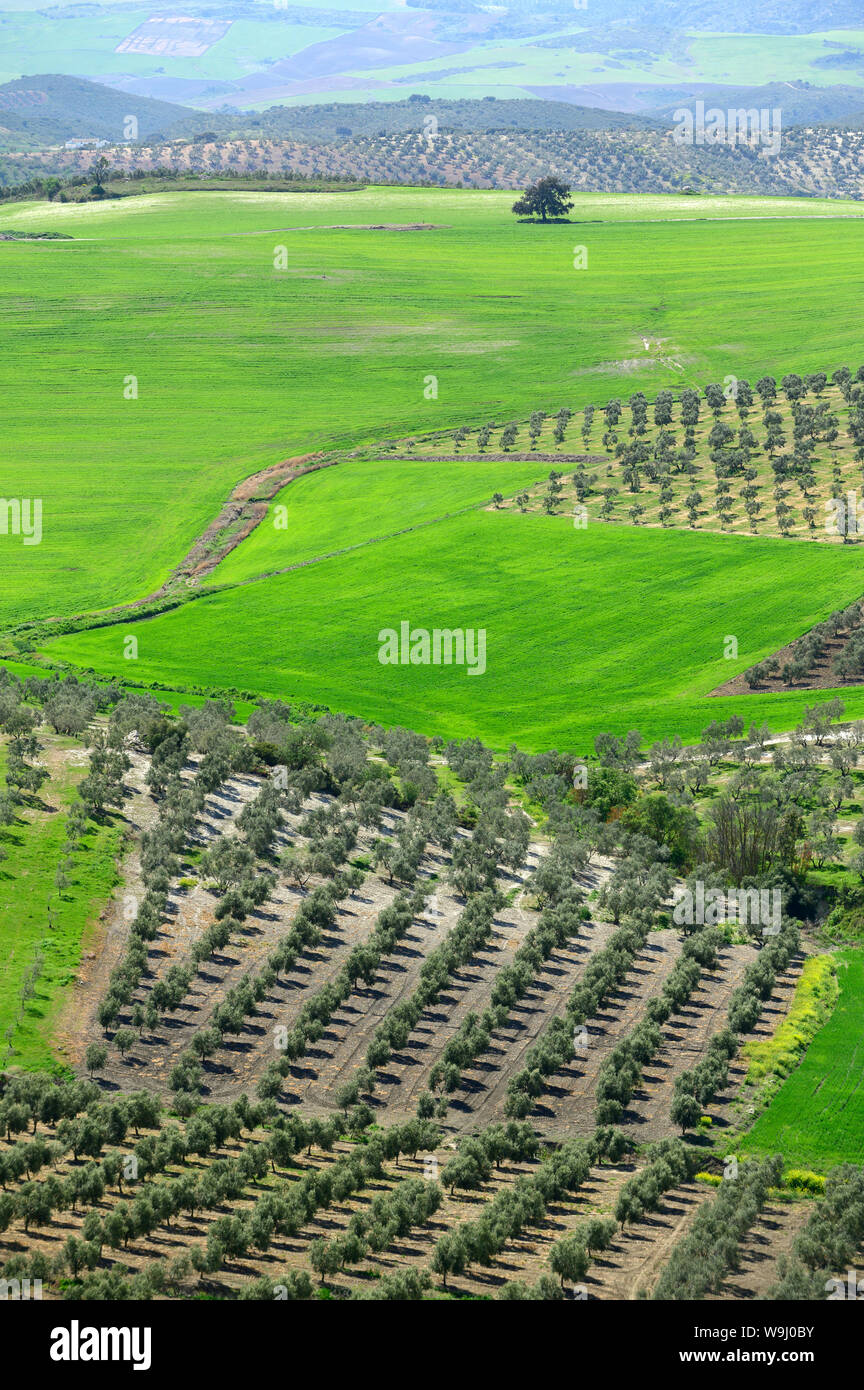 Europa, Europäische, Spanien, Spanisch, Andalusien, Landschaft, 30074265 *** Local Caption *** Europa, Europäische, Spanien, Spanisch, Andalusien, Landschaft, Felder Stockfoto