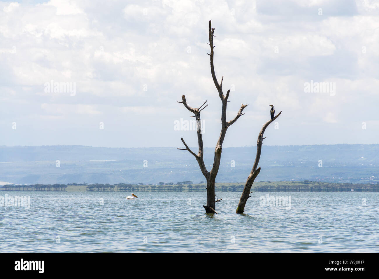 Teilweise eingetaucht toter Baum durch steigende Wasserstände, Lake Naivasha, Kenia, Ostafrika Stockfoto