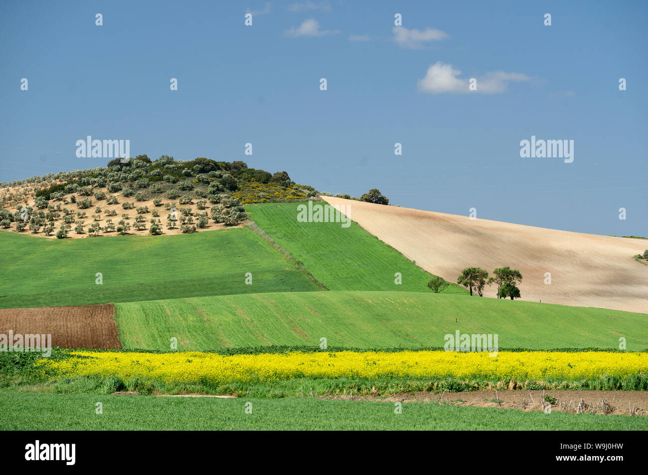 Europa, Europäische, Spanien, Spanisch, Andalusien, Landschaft, 30074282 *** Local Caption *** Europa, Europäische, Spanien, Spanisch, Andalusien, Landschaft, Feld Stockfoto