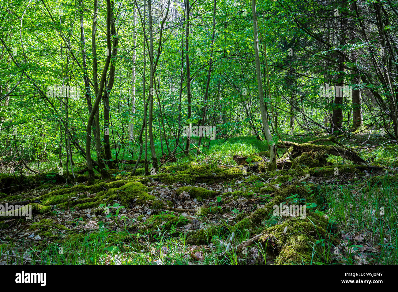 Deutschland, grünes Moos bedeckt Baumstämme und Bäume im Frühling im Dschungel wie Dickicht des Waldes Stockfoto