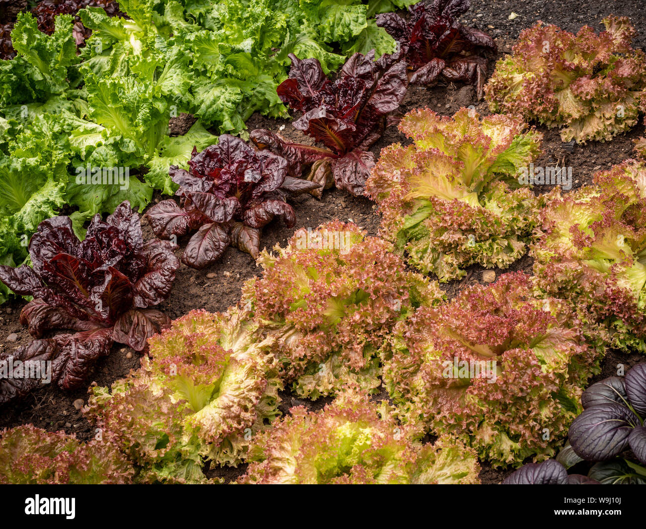 Mehrere Sorten von Kopfsalat in Gemüsegarten wachsen Stockfoto
