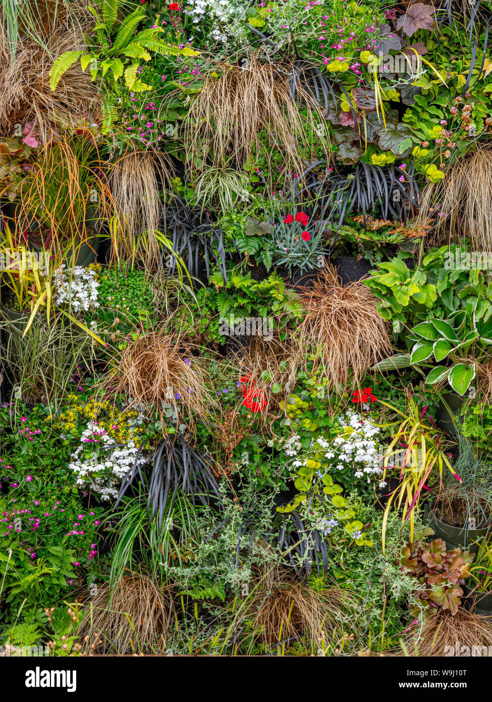 Pflanzen auf vertikale Living Wall - Gräser Farne und Blumen Stockfoto