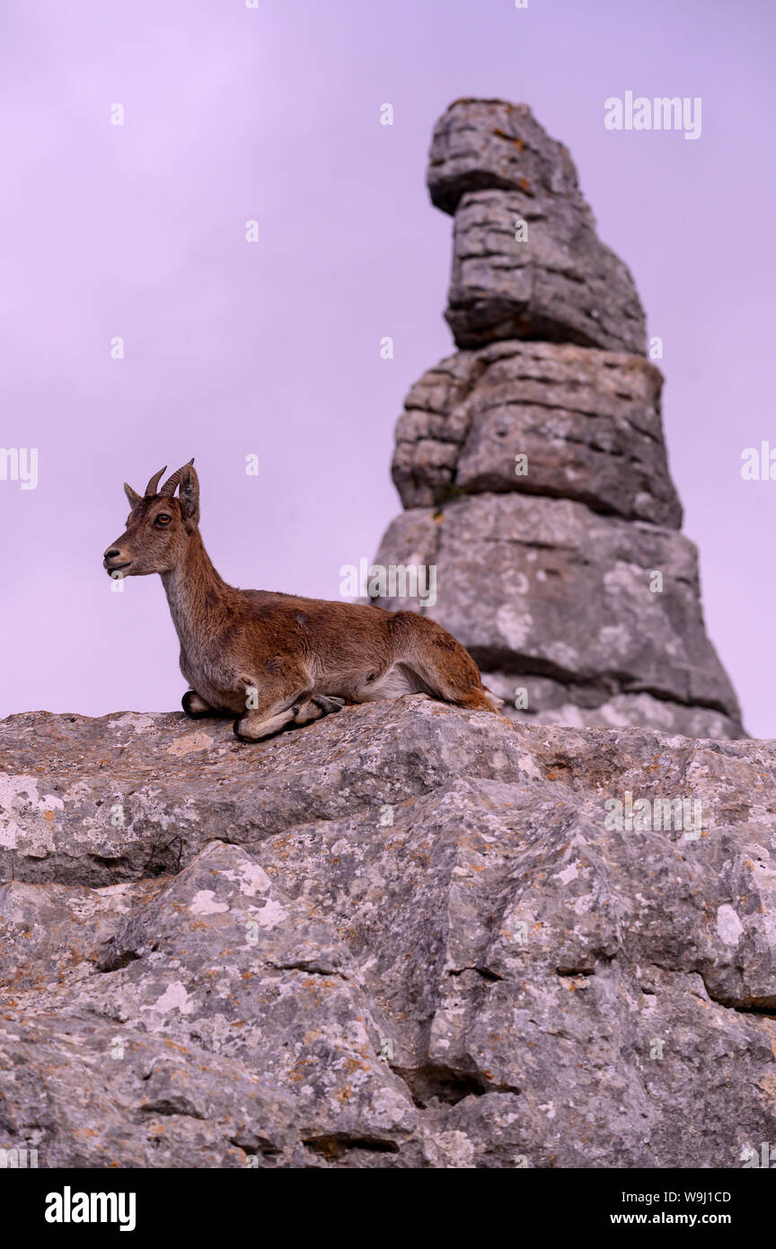 Europa, auf der Iberischen Halbinsel, Spanien, Andalusien, El Torcal de Antequera, der Spanische ibex (Iberischen wilde Ziege, 30074350 *** Local Caption *** Europa, auf der Iberischen Halbinsel, Spanien, Stockfoto