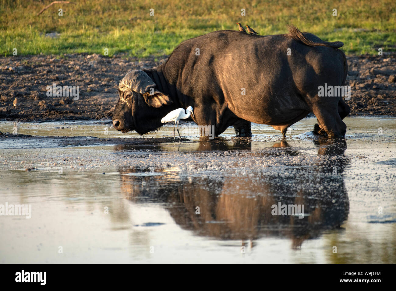 Afrikanischer buf Fotos und Bildmaterial in hoher Auflösung Alamy