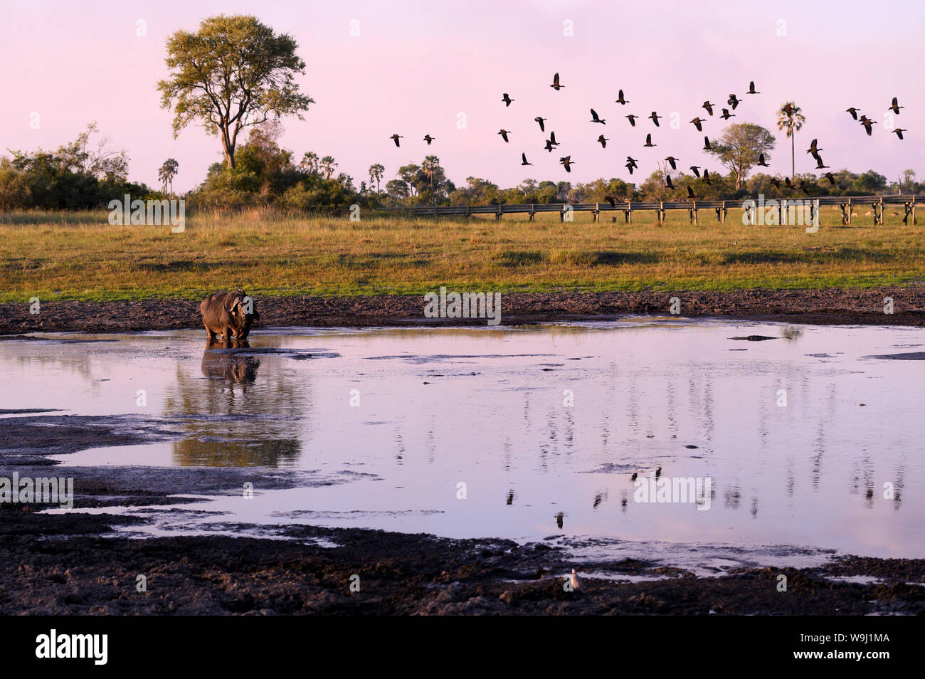 Afrika, Südliches Afrika, Afrika, Botswana, Okavango Delta, Abu Camp, lone Buffalo am Wasserloch, 30074437 *** Local Caption *** Afrika, Südliches EIN Stockfoto