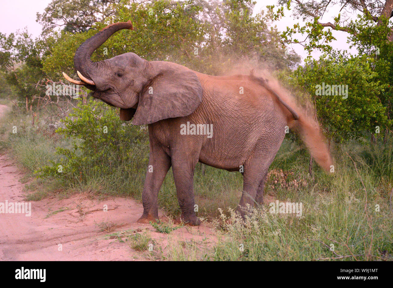 Afrika, Südliches Afrika, Afrikanische, Nordosten, Sabi Sand Private Game Reserve, Elefant, 30074444 *** Local Caption *** Afrika, Südliches Afrika, Af Stockfoto