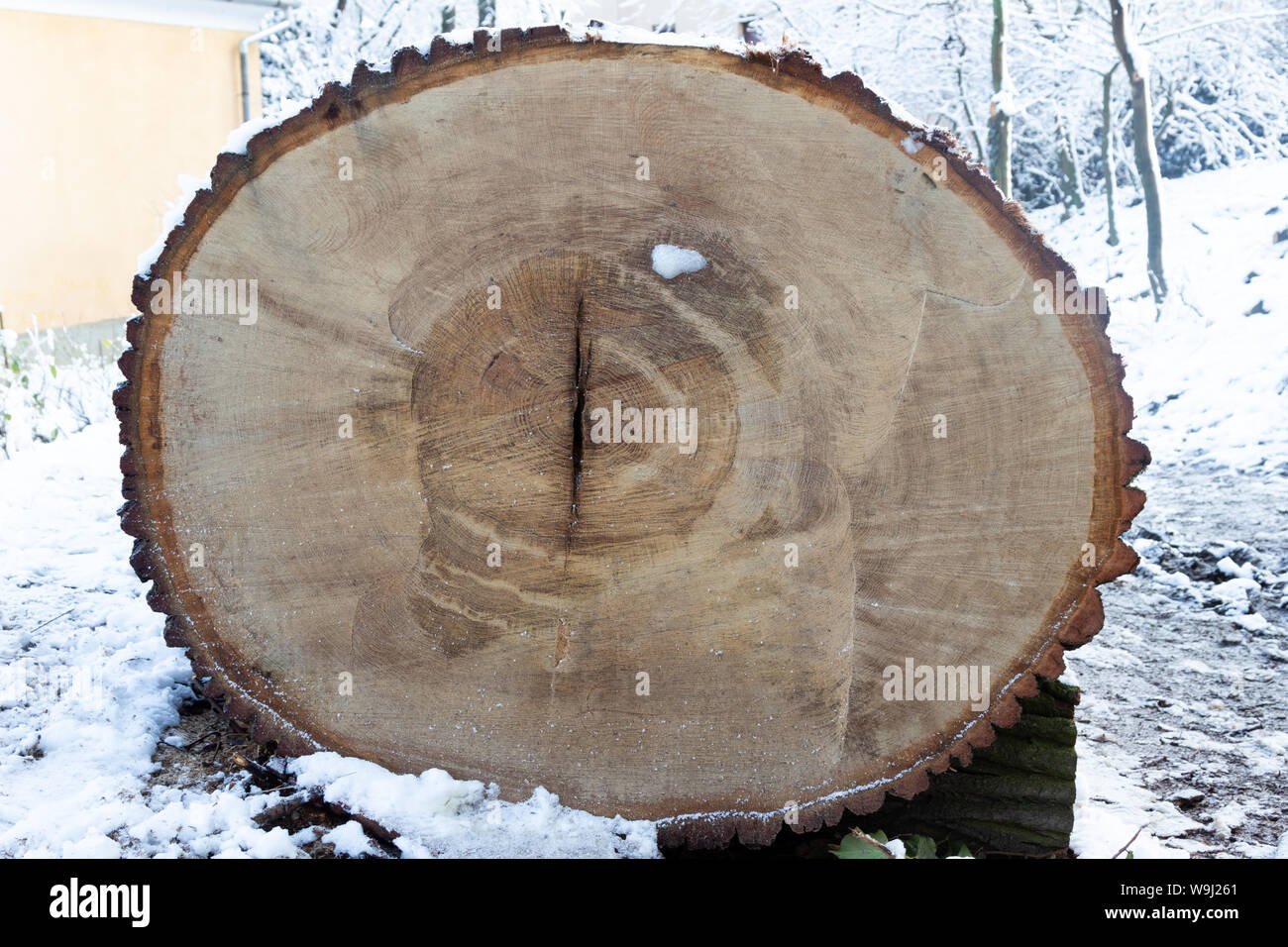 Querschnitt durch einen Schnitt unten 170 Jahre alten Slawonische Eiche (Quercus robur) slavonica Baum im Winter Stockfoto