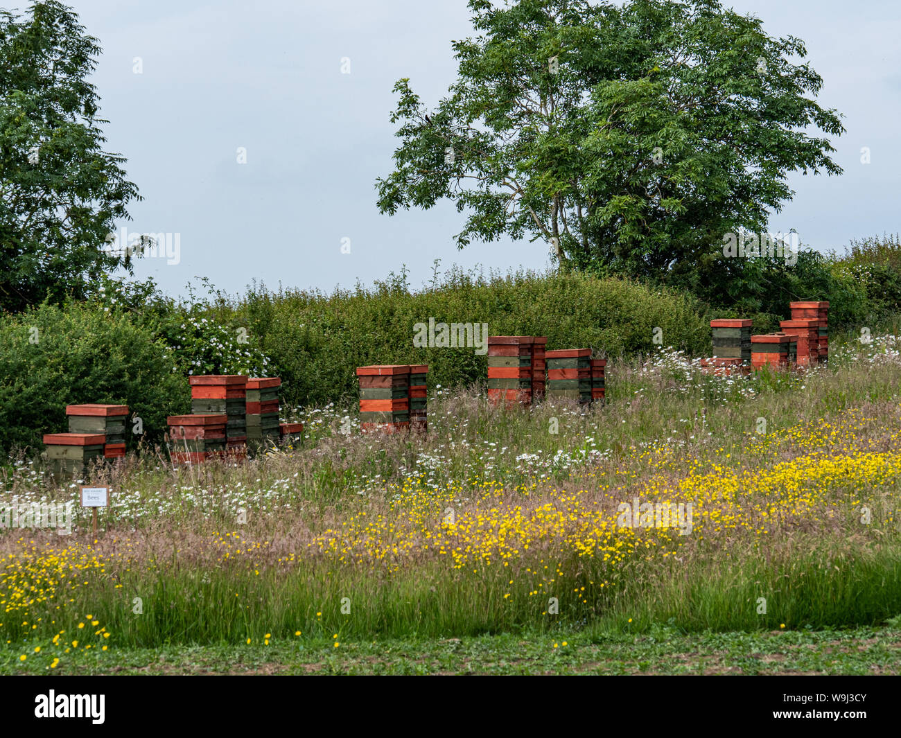 Bienenvölker in einer Wiese Einstellung, England, UK. Stockfoto