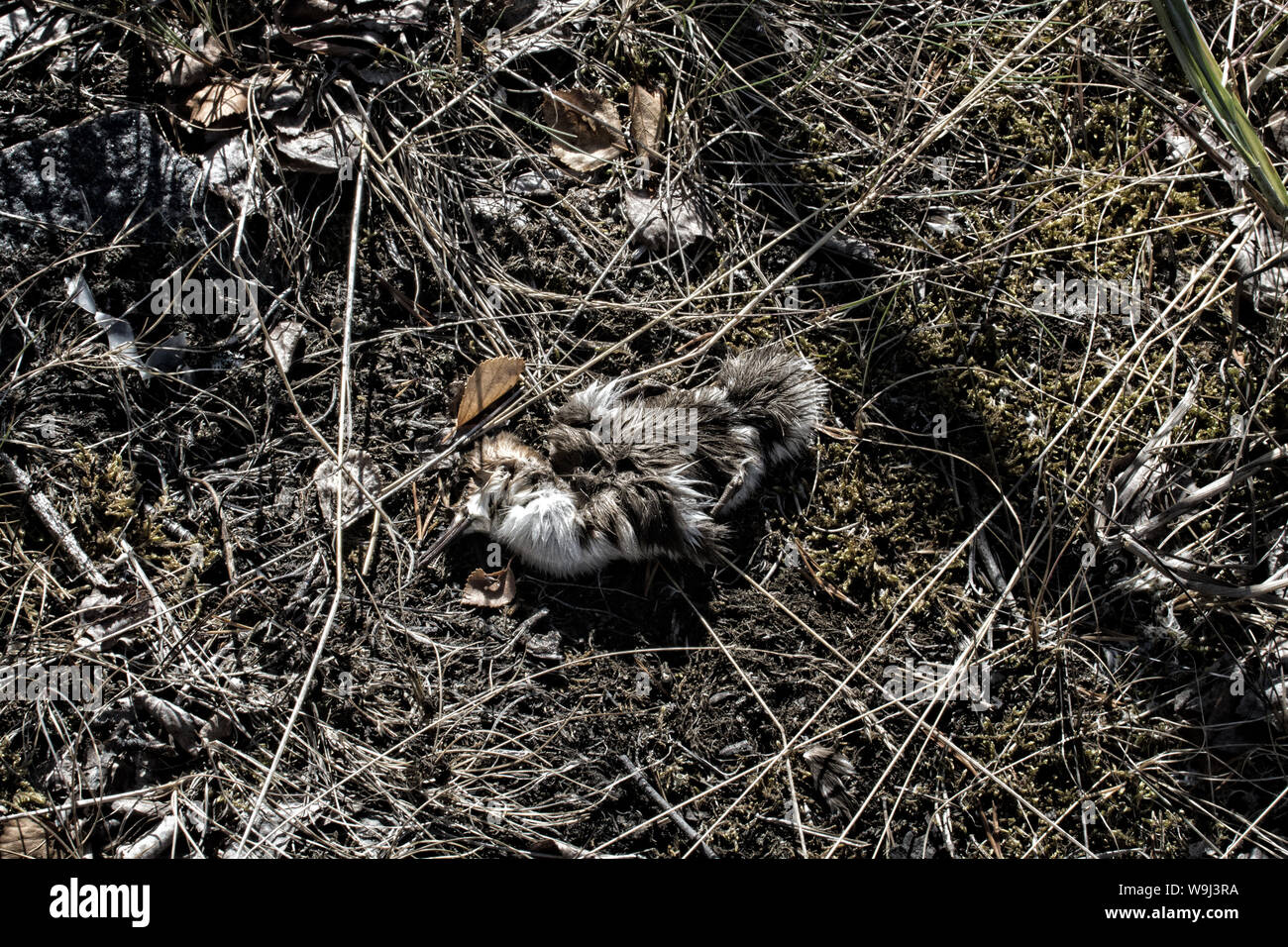Die entlein, verloren Birdy merganser Enten. Vielleicht Küken gestorben, weil der Wasserverschmutzung, Vergiftung von Tieren Stockfoto
