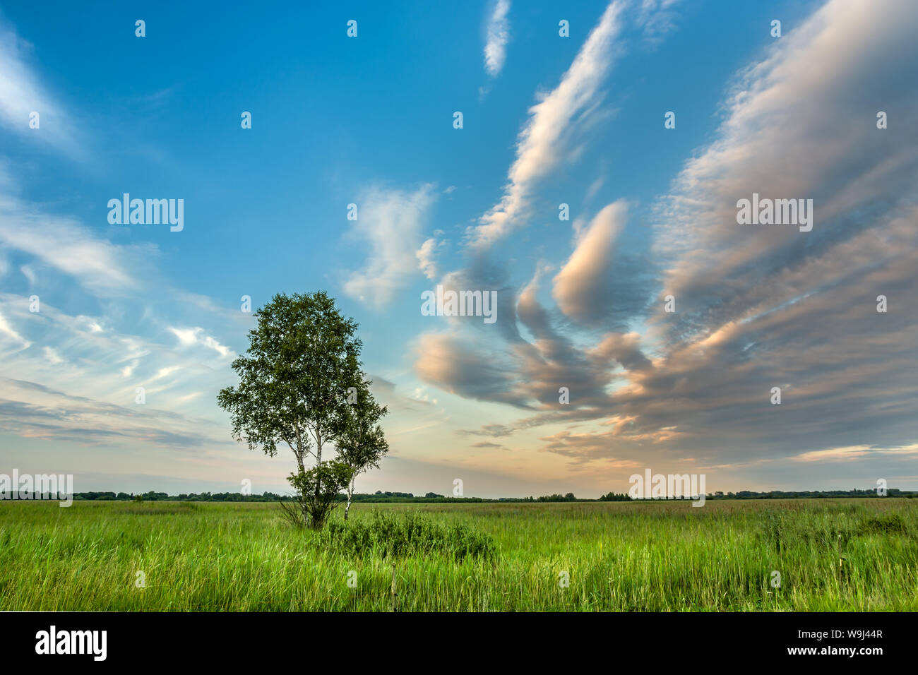 Einsame Birke in einer Wiese und bunten Wolken am blauen Himmel Stockfoto