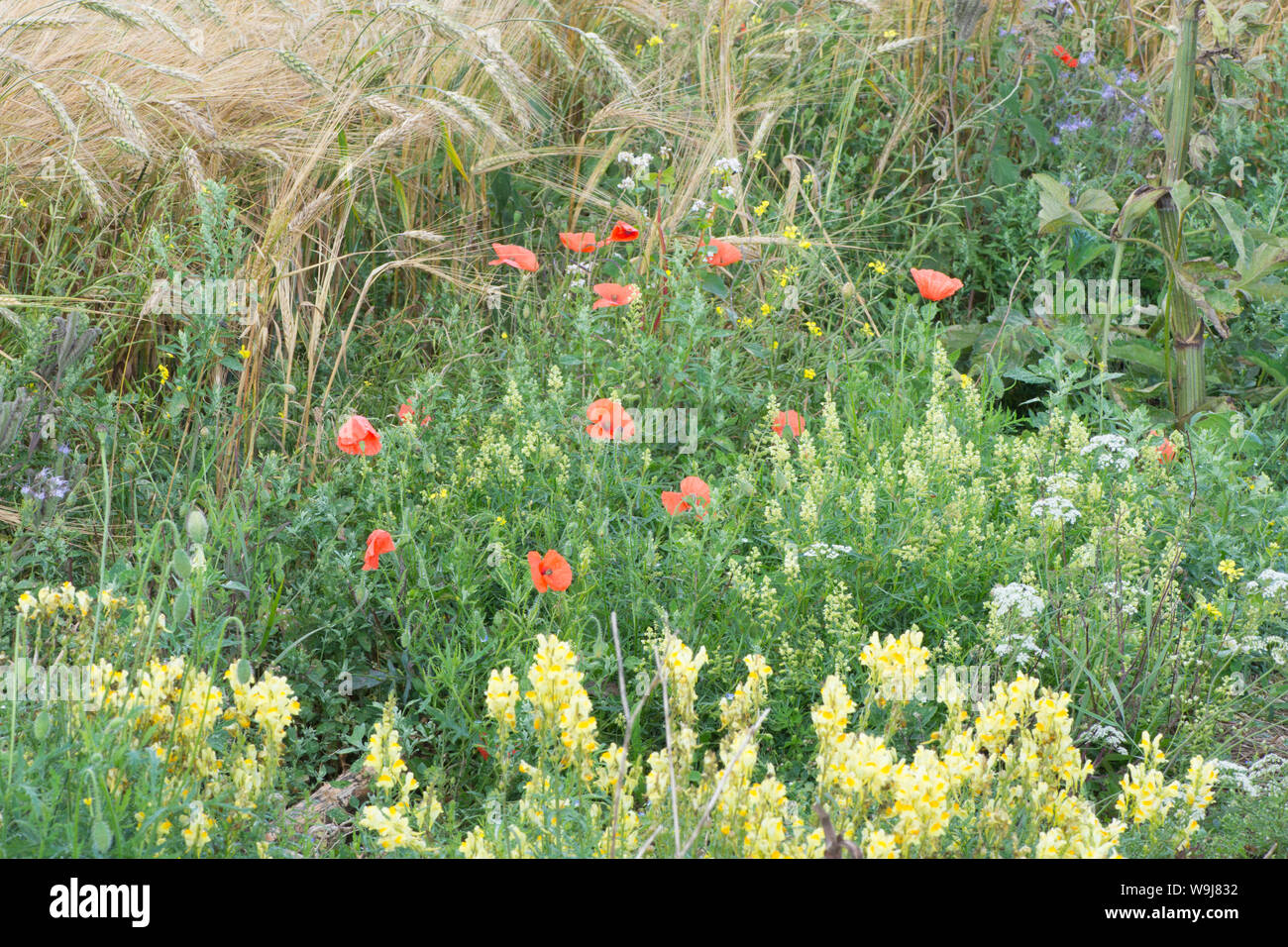 Wilde Blumen links im Feld "Marge wildlebenden Pflanzen und Tiere und Insekten, auf der South Downs zu fördern, Blumen mignonette, Mohn, gemeinsame Toadflax, Stockfoto