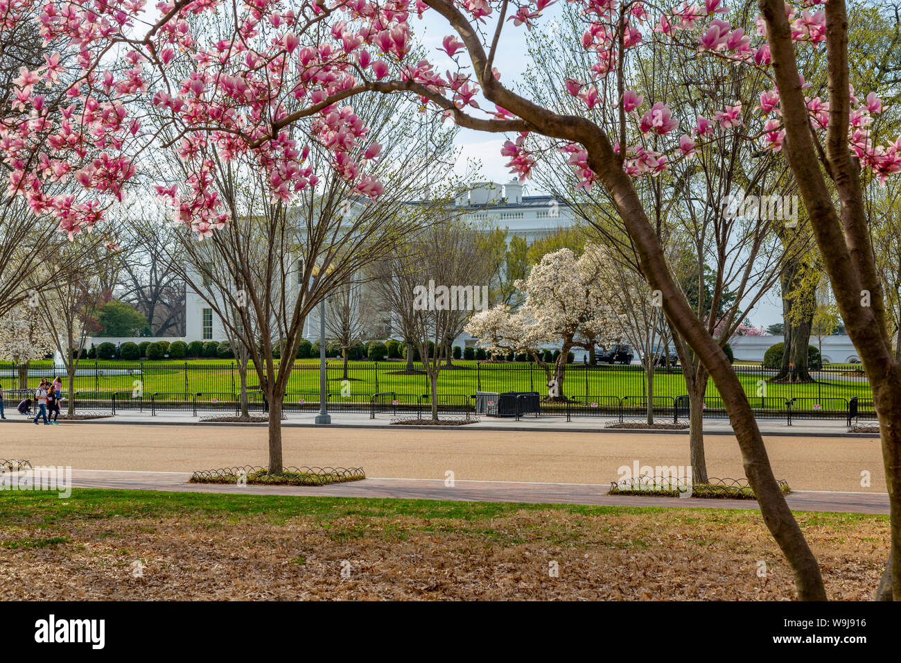 Blick auf das Weiße Haus und die Spring Blossom, Washington D.C., Vereinigte Staaten von Amerika, Nordamerika Stockfoto