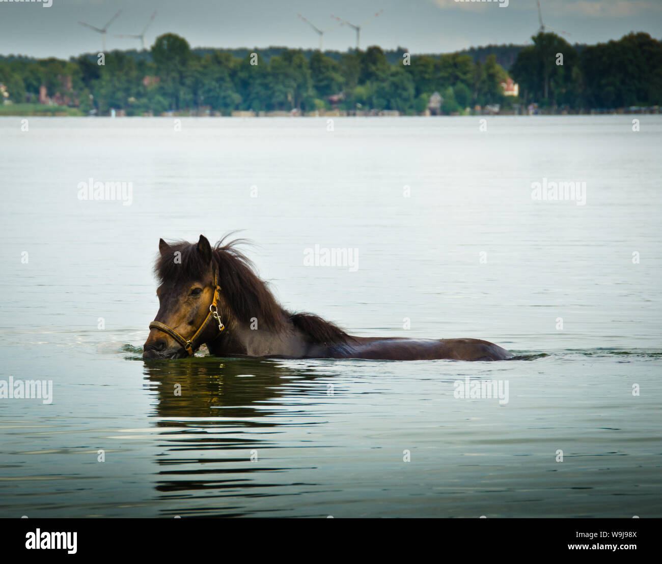 Ein Pferd schwimmt allein in einem großen See und erfrischt in den warmen Sommer Sonne Stockfoto