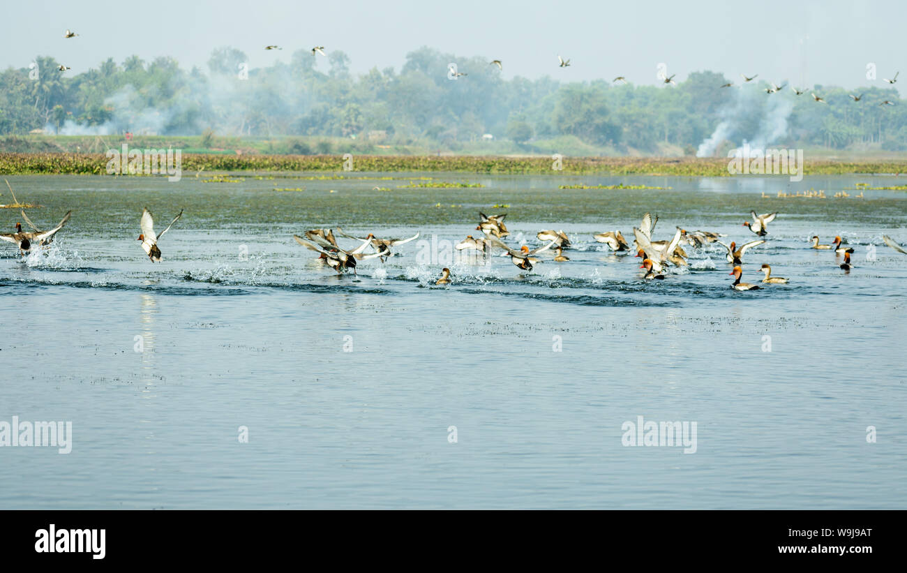 Herde wandernde Gänse Rot crested pochard gemeinsam als Gruppe in einer verschmutzten Shoreline in Vedanthangal Vogelschutzgebiet Kancheepuram Indien entdeckt, ein Stockfoto