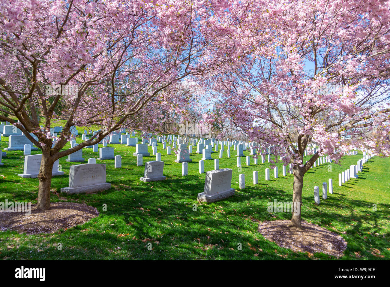 Blick auf die Grabsteine in Arlington National Cemetery im Frühjahr, Washington DC, District of Columbia, Vereinigte Staaten von Amerika Stockfoto