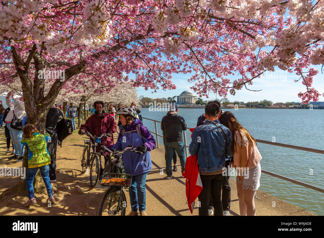 Ansicht der Thomas Jefferson Memorial, Tidal Basin und Kirschen blühen Bäume, Washington D.C., Vereinigte Staaten von Amerika, Nordamerika Stockfoto