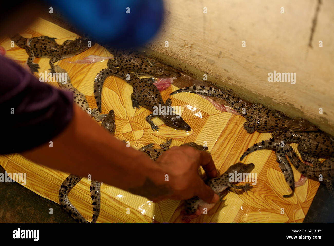 Yangon, Myanmar. 14 Aug, 2019. Ein Arbeiter bringt Schlüpflinge im Kindergarten bei Thaketa Krokodilfarm in Yangon, Myanmar, Nov. 14, 2019. Von etwa 800 Eier im Mai dieses Jahres festgelegt, mindestens 250 Eier nicht so weit in der Krokodilfarm zu schlüpfen. Credit: U Aung/Xinhua/Alamy leben Nachrichten Stockfoto