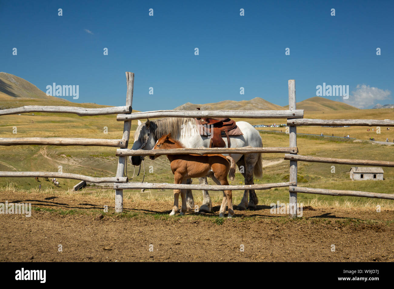 Stute und Fohlen im Freien in einer Berglage in der Nähe einer Pferdefarm Paddock Stockfoto