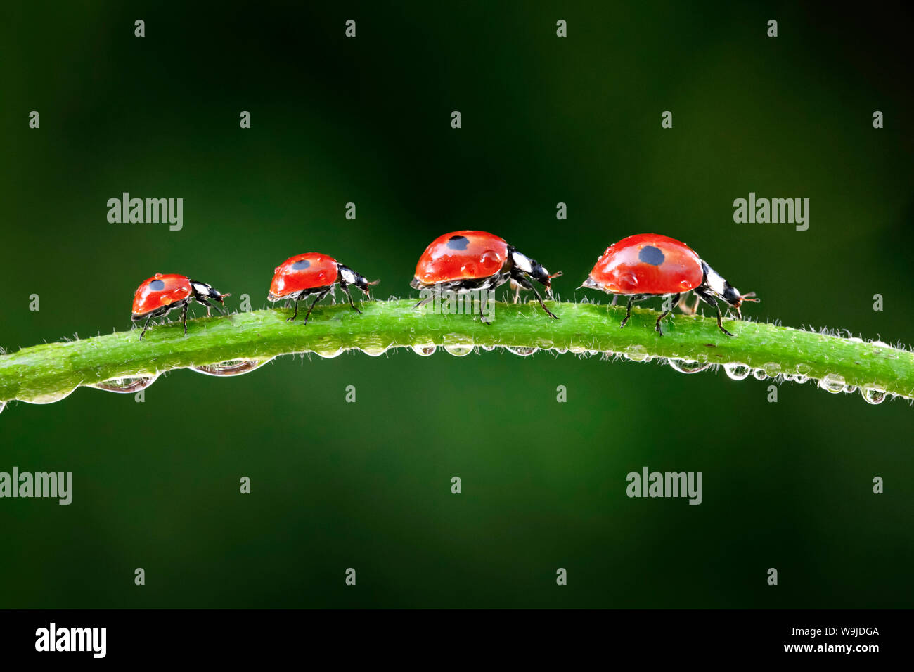 Zweipunkt-Marienkäfer in Grashalm, Schweiz Stockfoto