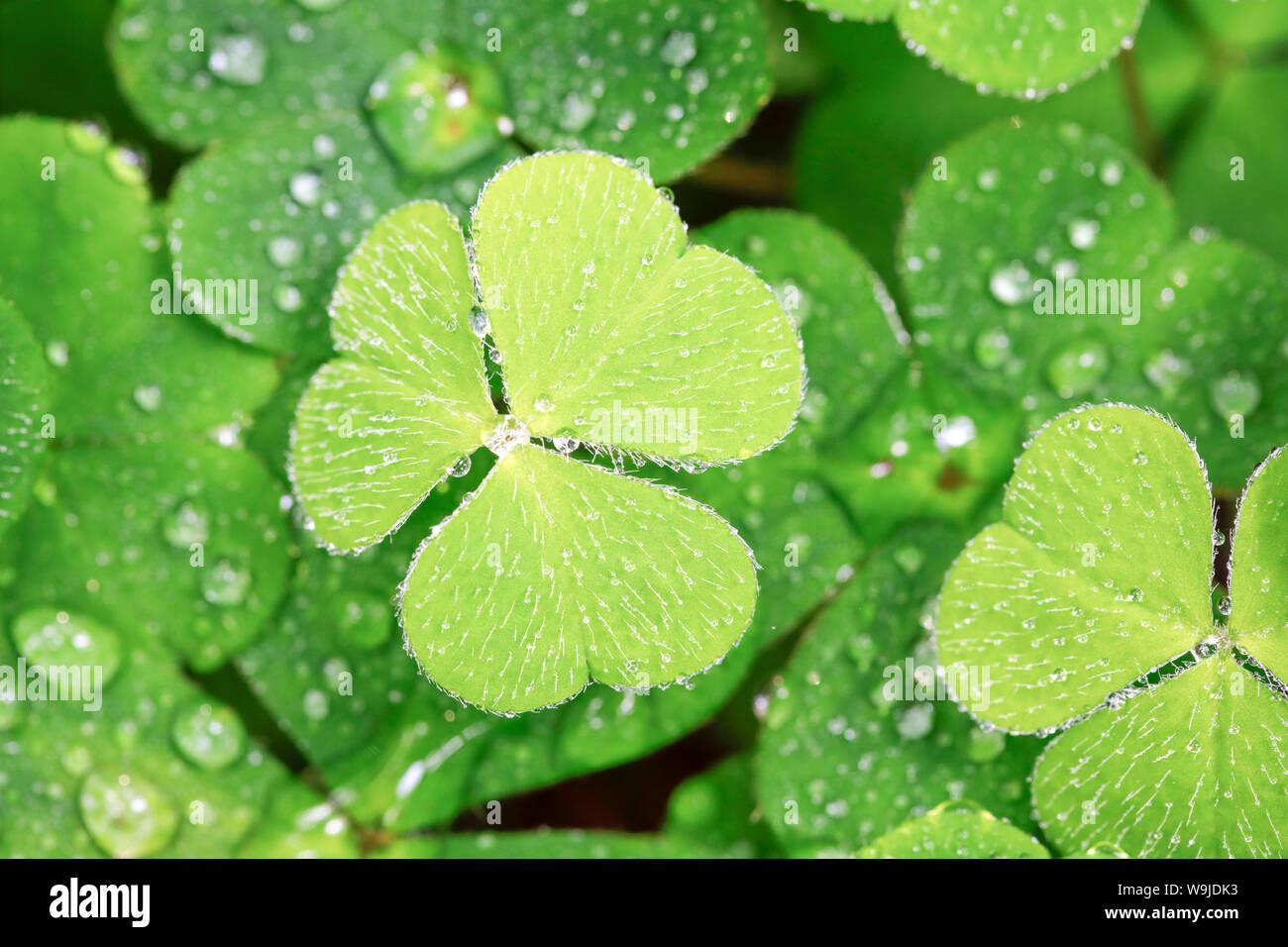 Waldklee mit Wassertropfen, Schweiz Stockfotografie - Alamy