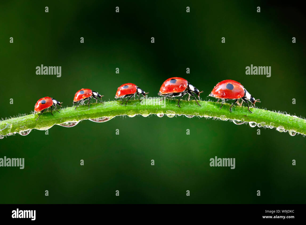 Zweipunkt-Marienkäfer in Grashalm, Schweiz Stockfoto