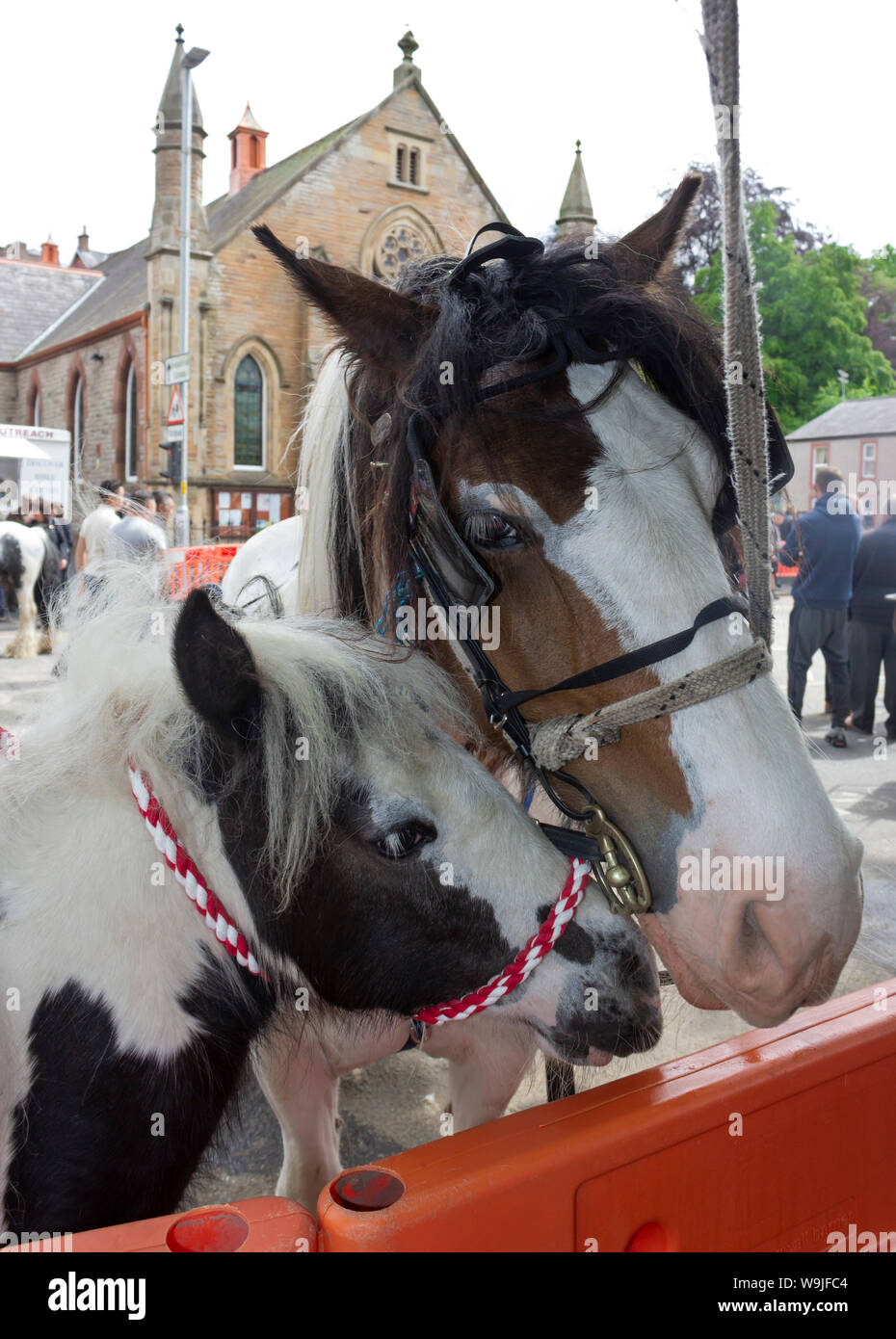 Appleby-in-Westmorland in Cumbria, England. Appleby Horse Fair, eine jährliche Zusammenkunft der Sinti und Roma und der Fahrenden und ihre Pferde. Zwei Pferde, Stute Stockfoto