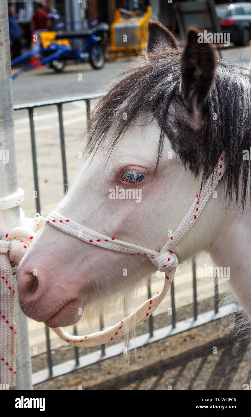 Appleby-in-Westmorland in Cumbria, England. Appleby Horse Fair, eine jährliche Zusammenkunft der Sinti und Roma und der Fahrenden und ihre Pferde. Ein Albino Pony. Stockfoto