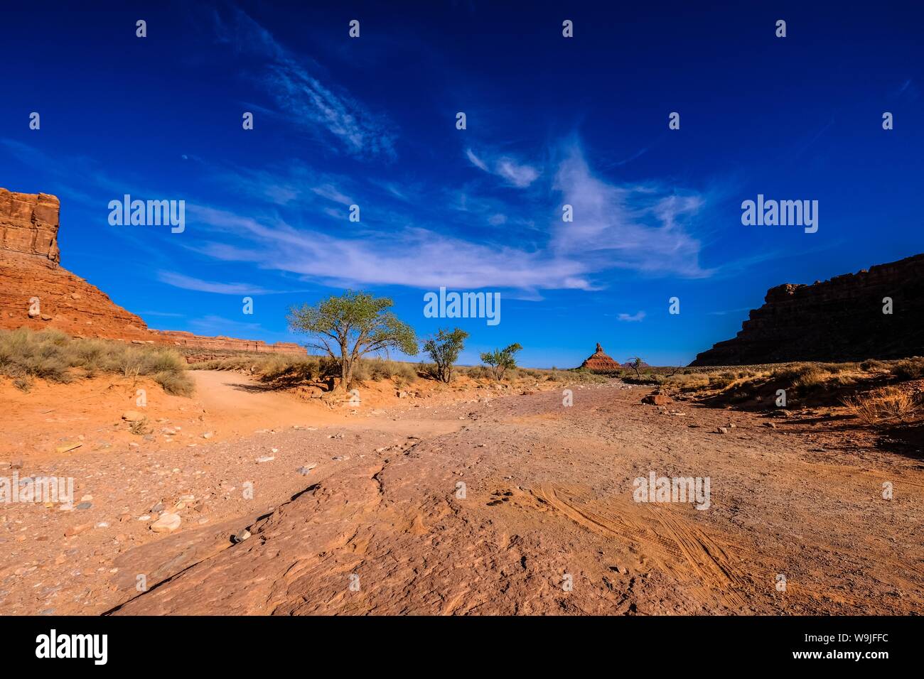 Weg in der Mitte von getrockneten Büschen und Bäumen unter Ein blauer Himmel an einem sonnigen Tag Stockfoto