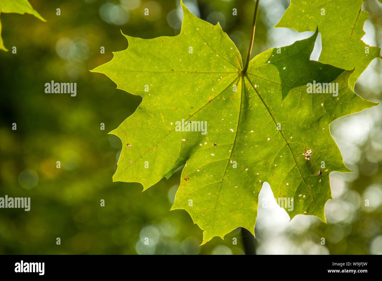 Hängende große grüne maple leaf auf dem Baum Stockfoto