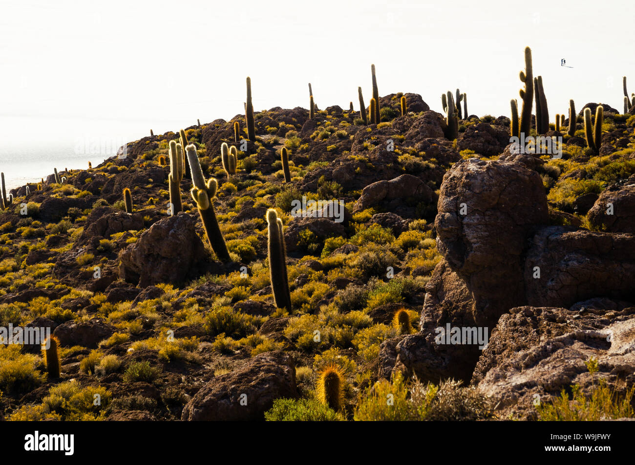 Riesige Kakteen auf einem Hügel in der Mitte einer Wüste Salzsee Uyuni in Bolivien Stockfoto