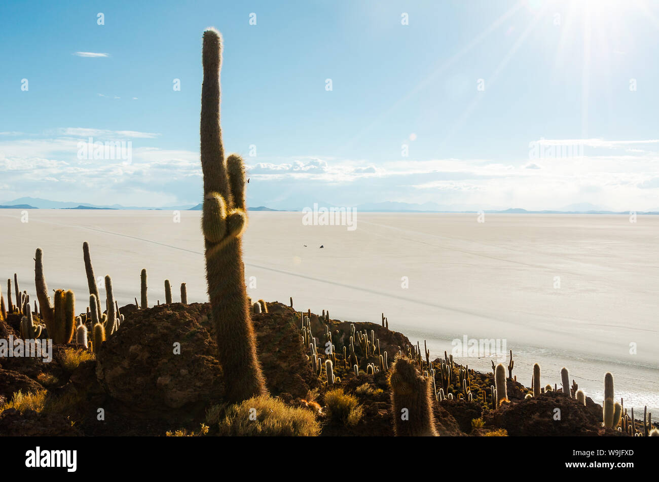 Riesige Kakteen auf einem Hügel in der Mitte einer Wüste Salzsee Uyuni in Bolivien Stockfoto