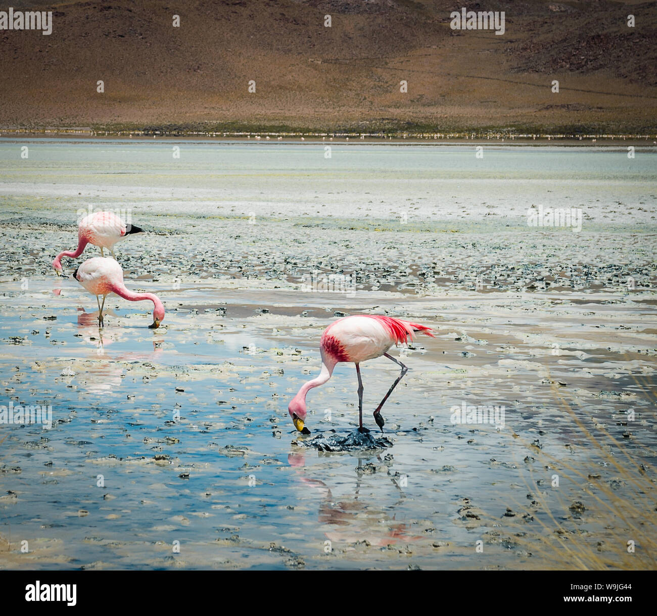 Flamingos im See in der Bolivianischen Wüste Stockfoto