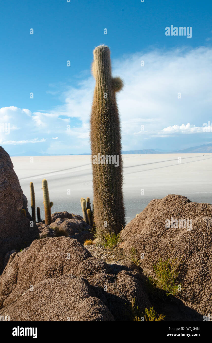 Riesige Kakteen auf einem Hügel in der Mitte einer Wüste Salzsee Uyuni in Bolivien Stockfoto