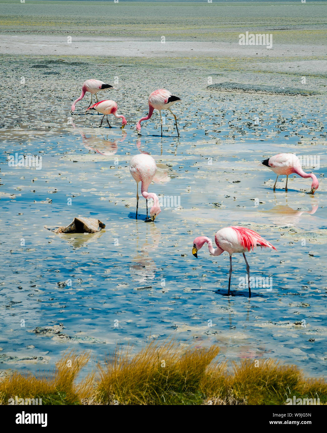 Flamingos im See in der Bolivianischen Wüste Stockfoto