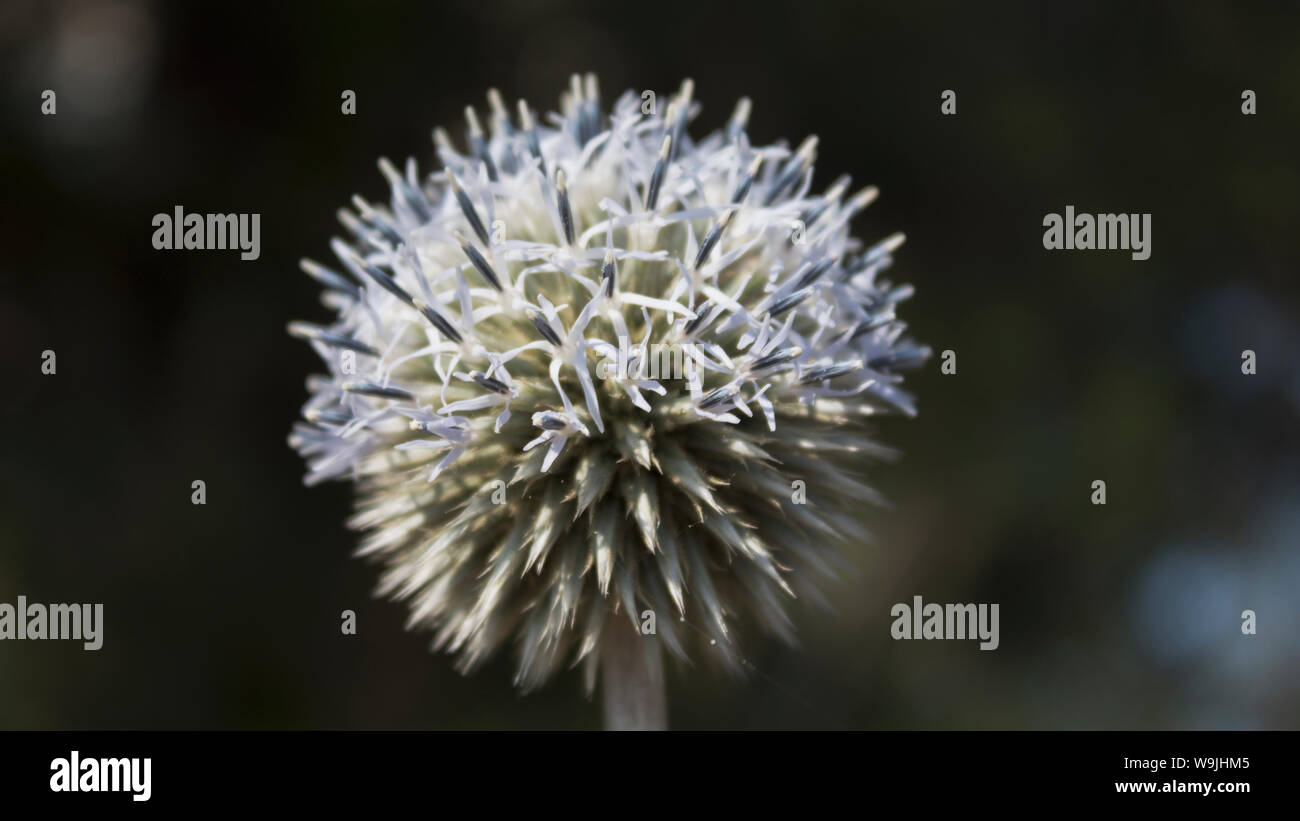 Globus Thistle Blume. Honig Anlage. Natur Hintergrund. Stockfoto