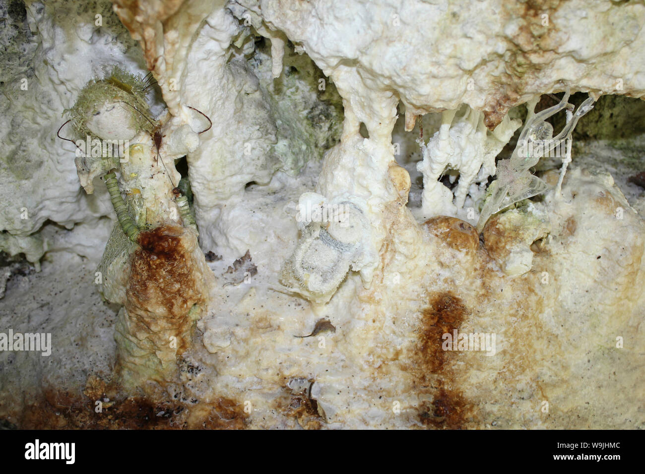 Fairy Grotte, Tropfsteinhöhle Überhang, bewaldeten Kalk Heap neben Minera Steinbruch, Wales Stockfoto