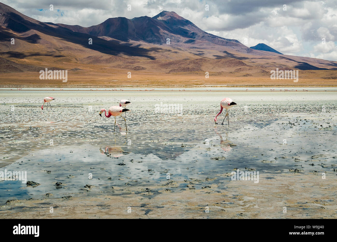 Flamingos im See in der Bolivianischen Wüste Stockfoto