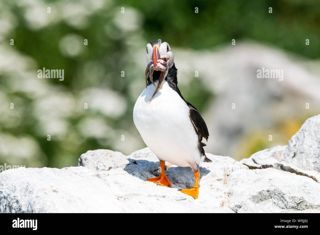 Papageitaucher auf machias Seal Island, Maine. Stockfoto