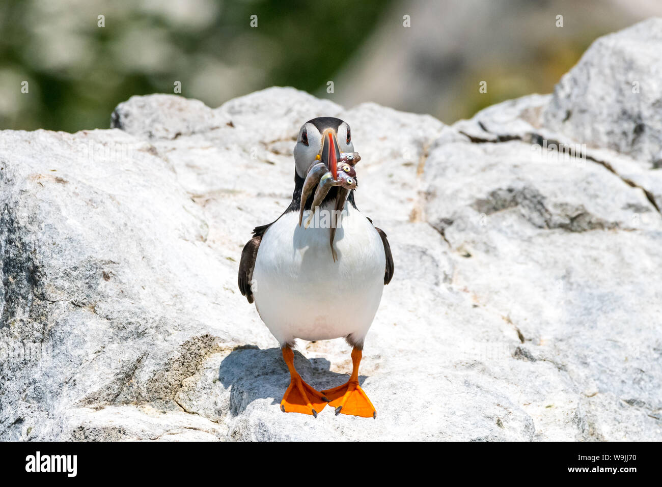 Papageitaucher auf machias Seal Island, Maine. Stockfoto