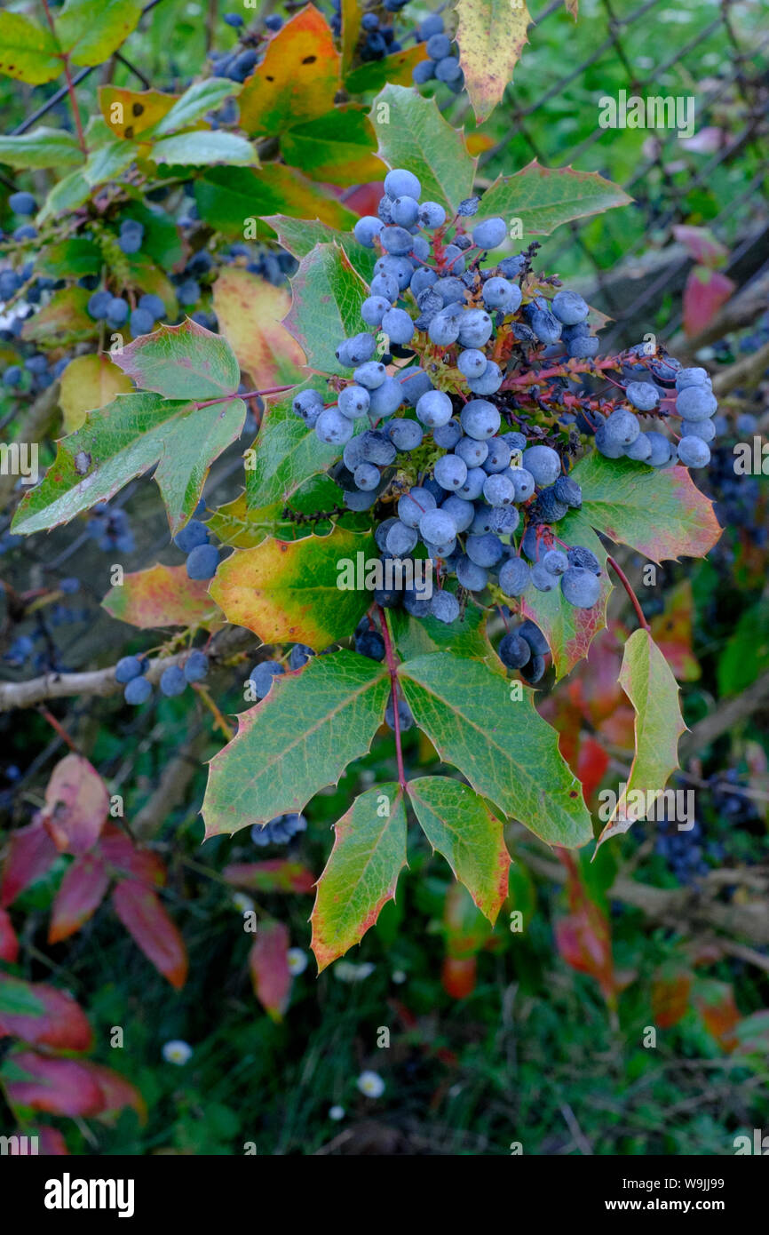 Oregongrape Mahonia aquifolium mit Reifung blueberry Typ Obst zala Ungarn Stockfoto