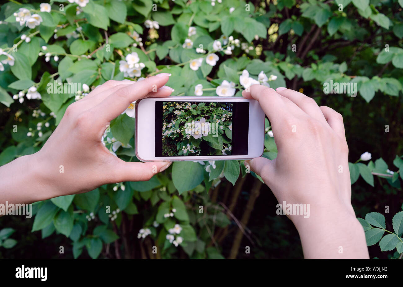 Weibliche Hände mit einem Telefon fotografieren White Jasmine Blumen auf einem Telefon, Kamera, in einem Spring Park, Nahaufnahme Stockfoto