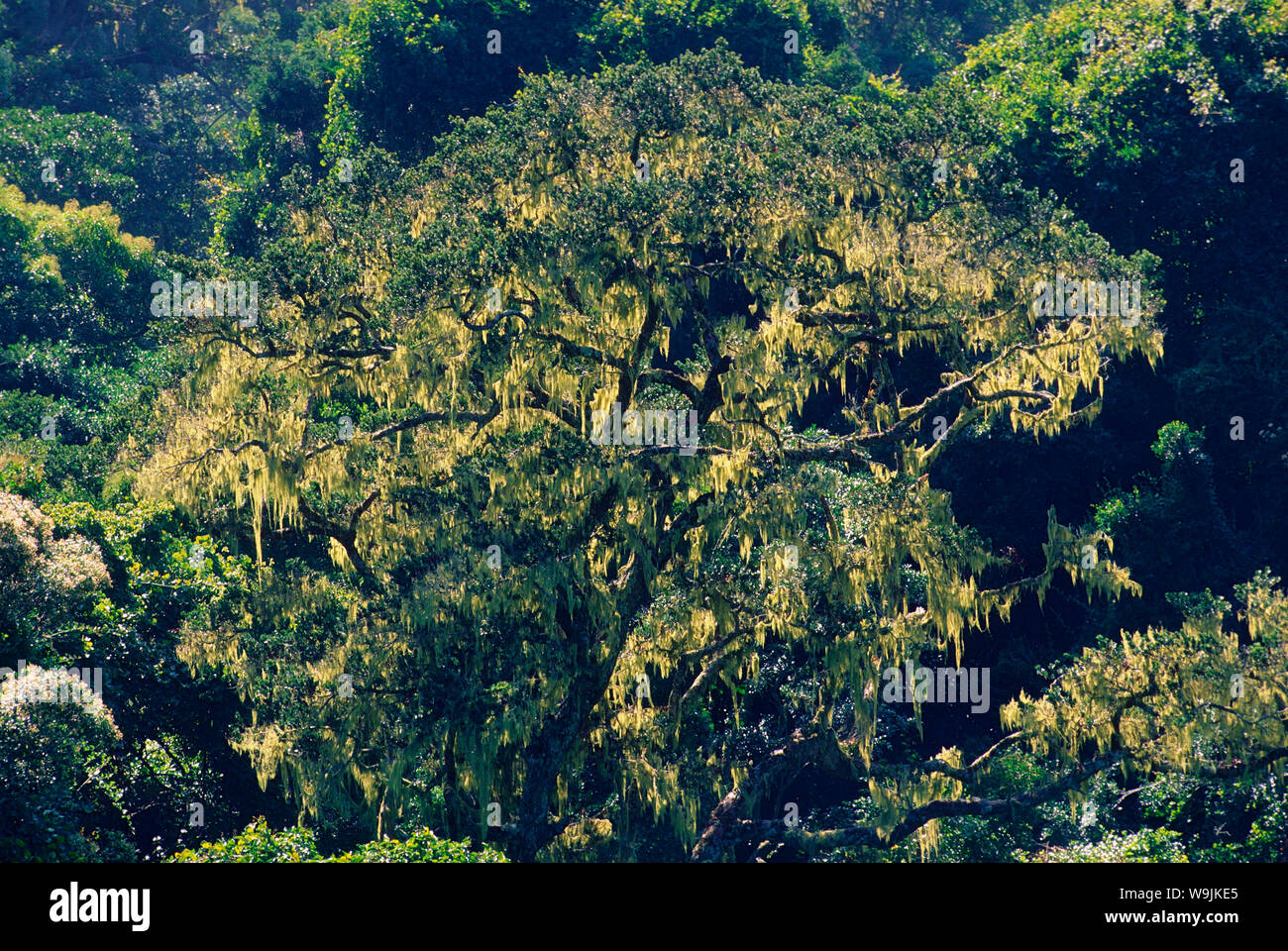 Yellowwood podocarpus latifolius Fotos und Bildmaterial in hoher